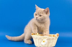 Лиловый британский котенок. Котенок британец лилового окраса          
